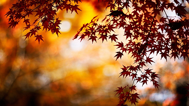 天净沙·秋——关于古风诗词的朗诵经典篇目