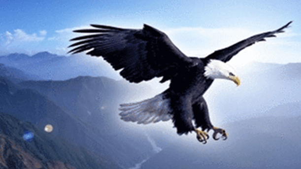 移民新村，一只翱翔的