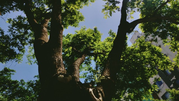 啊，树根——关于经典散文的朗诵经典篇目