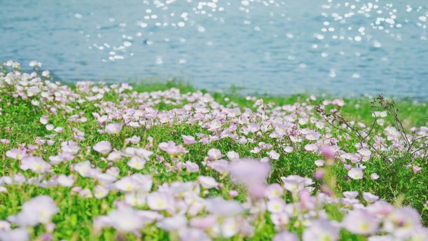 春天，我们有一个美好的心愿——关于经典散文的朗诵经典篇目