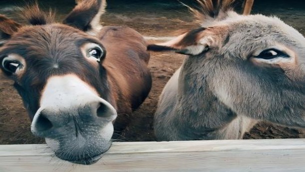 蠢驴不蠢——关于童话寓言的朗诵经典篇目