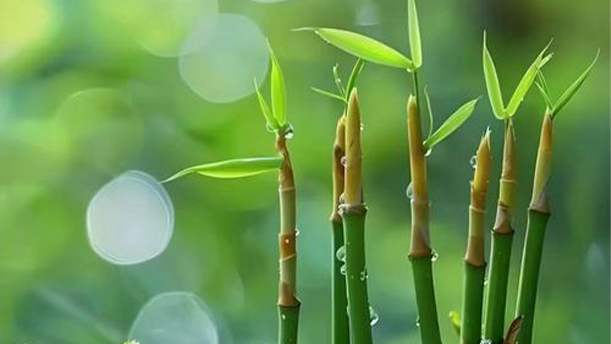 生命中最美好的时刻——关于经典散文的朗诵经典篇目