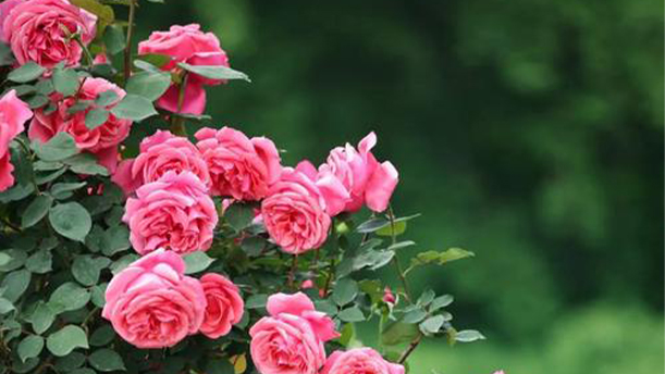 五月的鲜花——关于经典散文的朗诵经典篇目