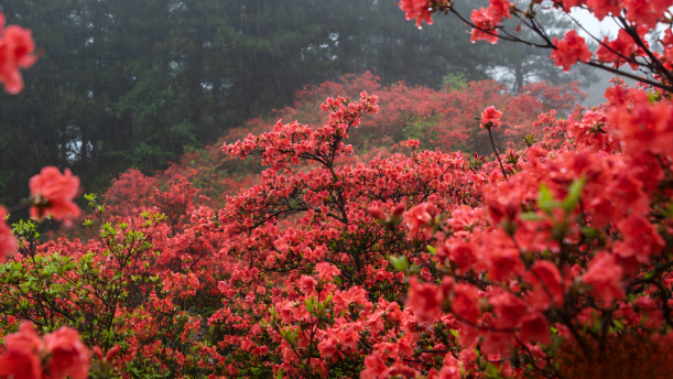 井冈山——关于经典散文的朗诵经典篇目