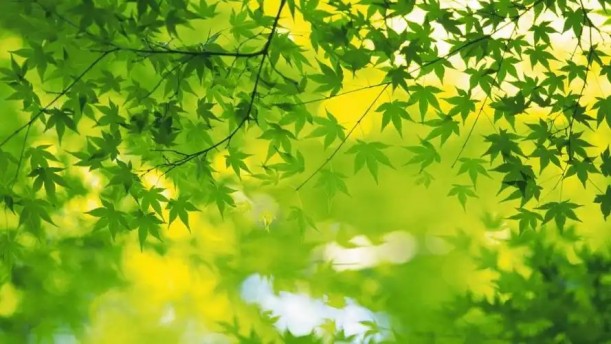 做一片叶子的快乐——关于经典散文的朗诵经典篇目