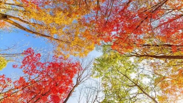 秋之思:在金黄中读懂生命的使命——关于经典散文的朗诵经典篇目