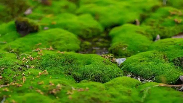 雨水:院子里的青苔漫上来——关于经典散文的朗诵经典篇目