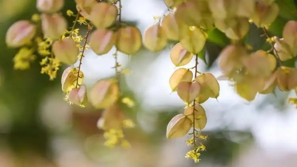 共享单车轮子碾过晚风吹落的栾树花——关于经典散文的朗诵经典篇目