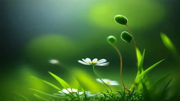《 野 草 》 题 辞 ( 节 选 )——关于经典散文的朗诵经典篇目