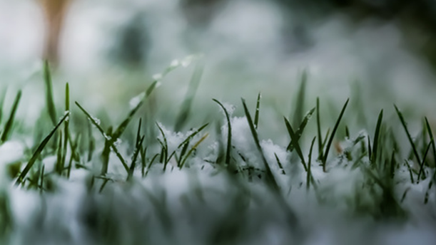 雪落在中国的土地上——关于现代诗歌的演讲经典篇目