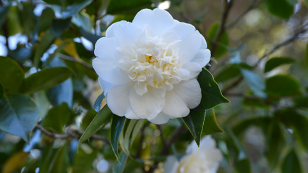 茶花赋(节选)——关于劳动的演讲经典篇目